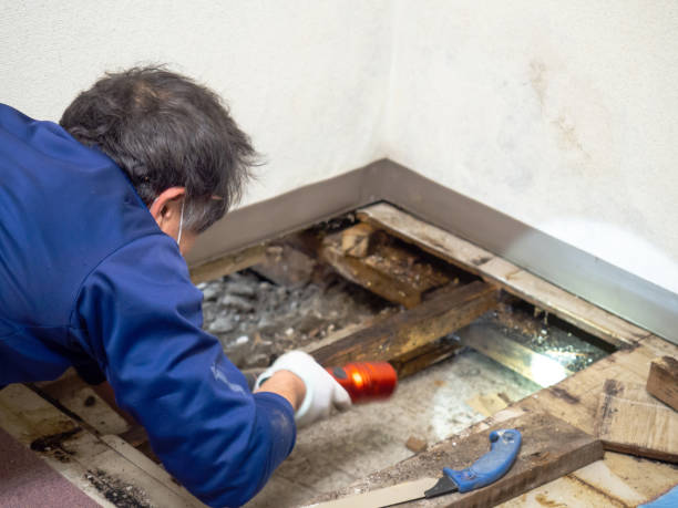 Best Bathroom Mold Remediation in Foscoe, NC
