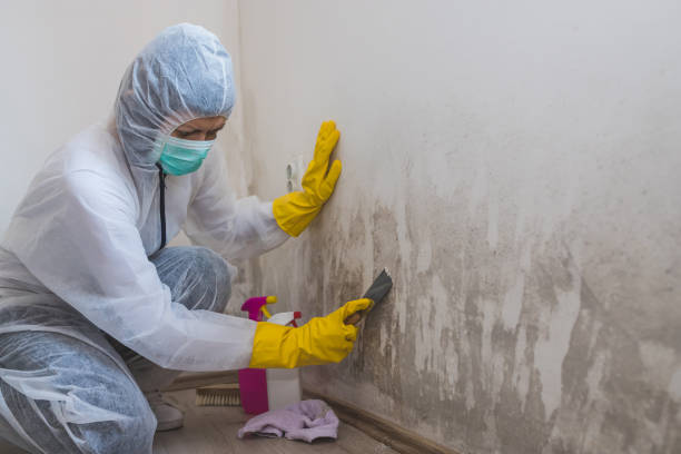 Best Residential Mold Remediation in Foscoe, NC