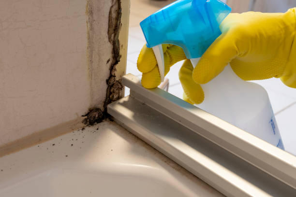 Best Residential Mold Remediation in Foscoe, NC