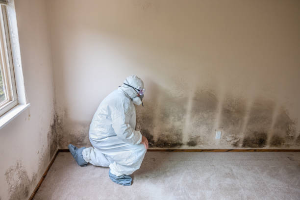 Best DIY Mold Remediation Support Services in Foscoe, NC